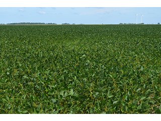 Property photo 14 - 233 +/- Acres Offered in 3 Tracts, Ohio Land Auction